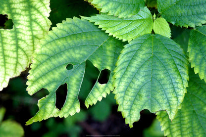 Q1-WACWE-24x36-PHO-04-08-11-086