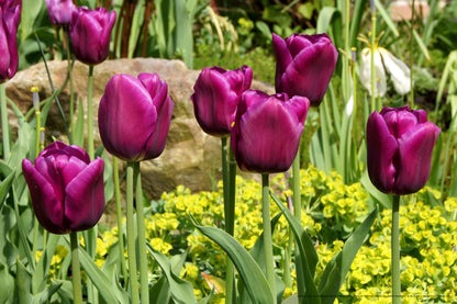 Q1-WACWE-12x18-PHO-18-05-11-080-e